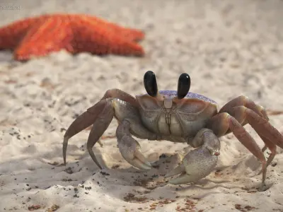  Ghost Crab Crustacean Moving Pose Pink Beige 