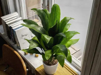  Cast Iron Plant Potted Plant Model 