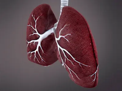 Human Lungs 3D print model