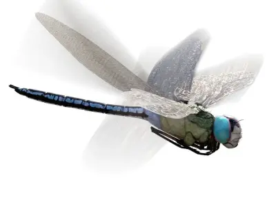 Anax imperator 3D model purchase