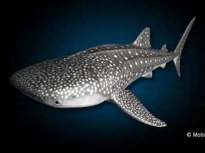 Whale Shark 3D model shop
