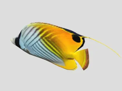 Auriga Butterflyfish Realistic Animated Low-poly 3D model