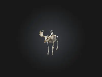 Realistic Moose Skeleton Model Low-poly 3D model