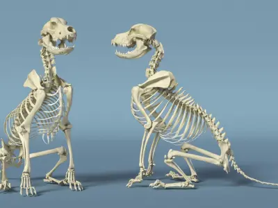 Dog Skeletal Anatomy Sitting Pose 3D model