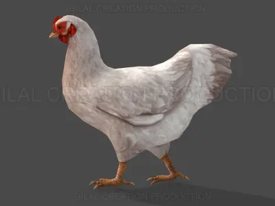 White Hen chicken Animated Low-poly 3D model