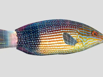 Mauritius hogfish Low-poly 3D model