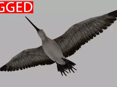 Snipe bird in flight 3D model