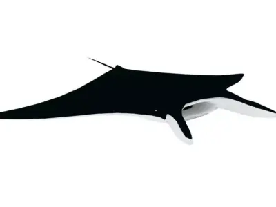 Low Poly Manta Ray Low-poly 3D model
