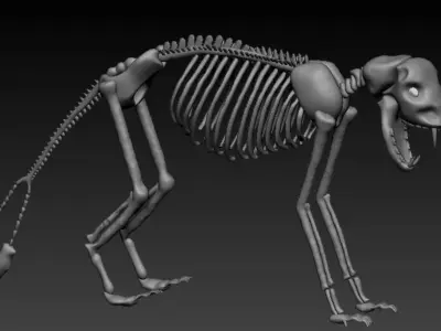 Dinosaur Skeleton 3D model