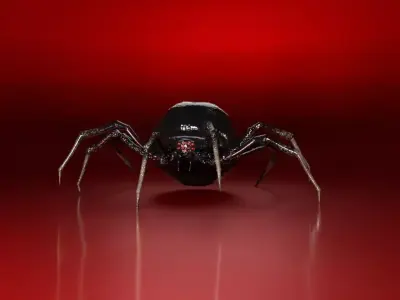 Spider 3D model 33