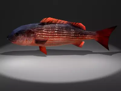 Red Snapper Low-poly 3D model