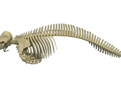 Aquatic Skeletons Models 3D model
