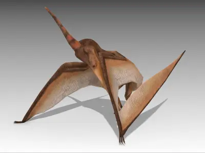 Pteranodon dinosaur Low-poly 3D model