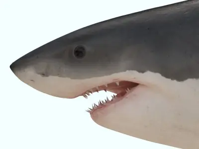 Great white shark rigged and animated for Cinema 4d  Low-poly 3D model
