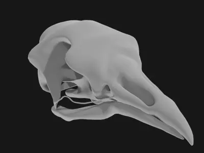 Pigeon skull 3D model