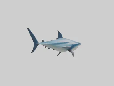 Thresher Shark circling model Low-poly 3D model