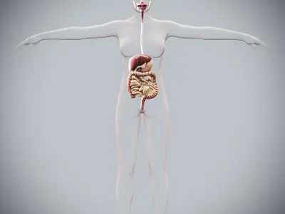 Human Female Digestive Anatomy 3D model