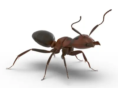 Red Ant Rigged for Maya 3D model