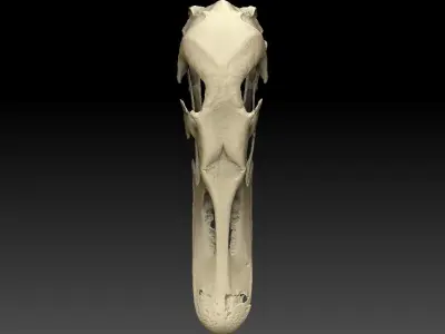 Duck Skull Scan 3D model 3D model