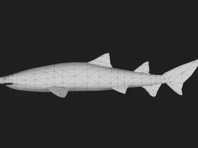 Shark Low-poly 3D model 22