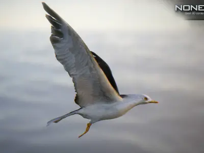 Animated Seagull Unity Low-poly 3D model