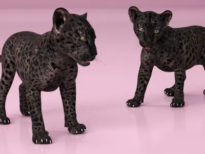 Baby Black Leopard Cub 3D model