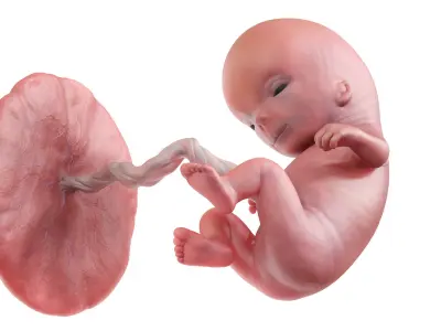 Fetus Week 11 Animated 3D model