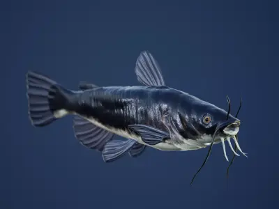Catfish with Swimming Animation Low-poly 3D model
