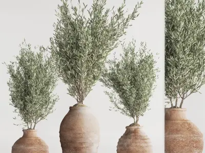 Olive Tree In Antique Pottery And Indoor Plant Set 86 3D model