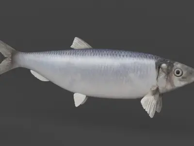 Fish Herring 3D model purchase