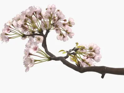 Sakura Cherry Blossom Branch Pink 3D model