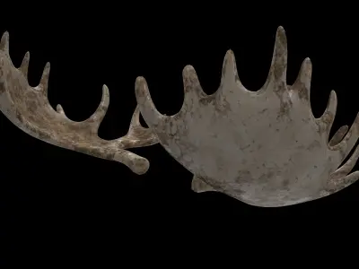 antlers horn 01 3D model