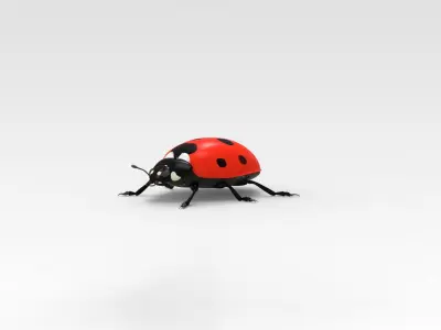 Ladybug 3D model get