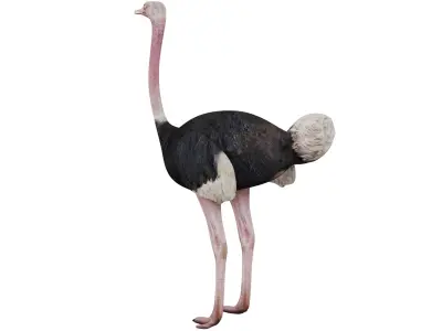 Ostrich 3D model purchase