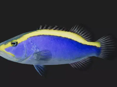 Bass fish Low-poly 3D model 7