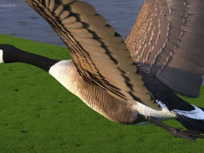  North American Goose Flying Pose 