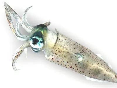 Squid 3D model purchase