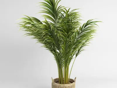 Areca Palm Trees (+GrowFX) 3D model