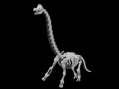 Brachiosaurus Skeleton Low-poly 3D model
