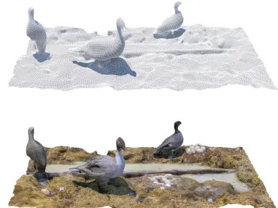 Bird display 2 3D model