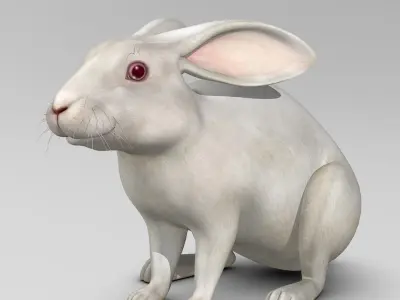 Rabbit White 3D model