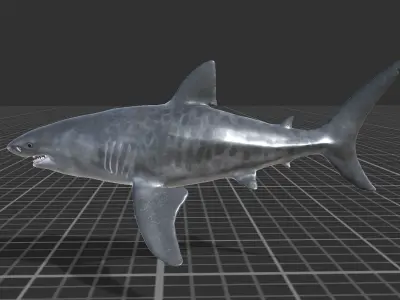 Tiger Shark Low-poly 3D model get