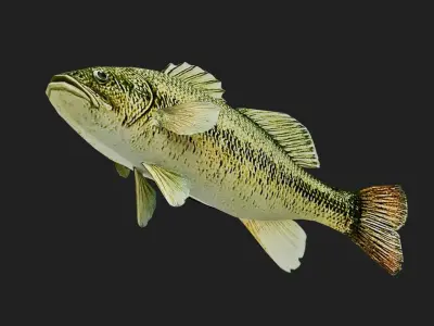 Bass fish Low-poly 3D model order