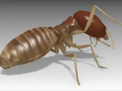 Termite Worker Low-poly 3D model