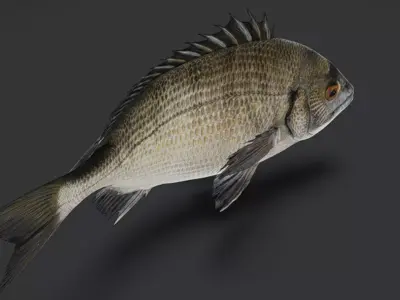 Seabream Animated 3D model purchase