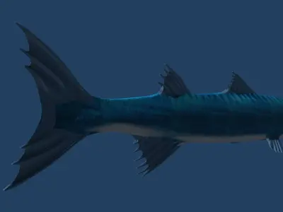 Barracuda fish with long fins 3D model