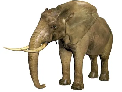 Elephant with tusks 3D model purchase