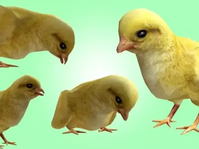 Chick  Low-poly 3D model