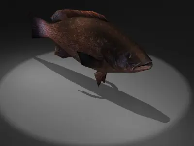 Mycteroperca fish Low-poly 3D model