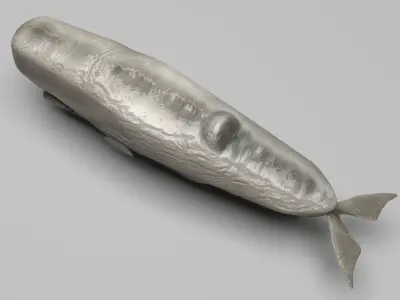 Sperm Whale 3D model shop